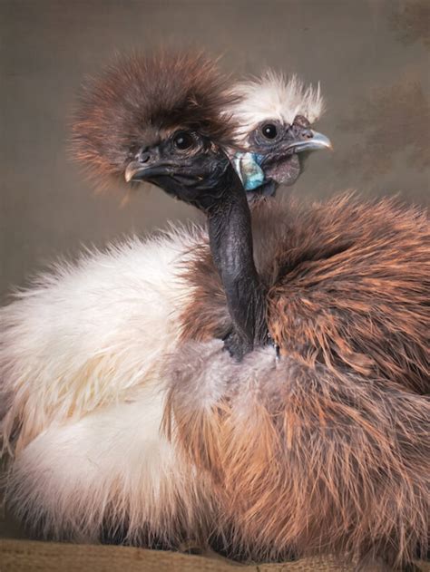 showgirl silkie chickens|Showgirl Chicken Breed Profile